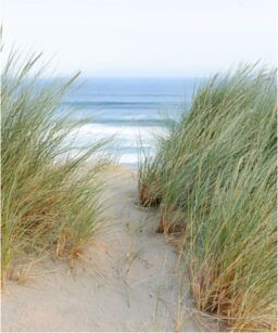 Grass on a sand dune with the ocean in the background