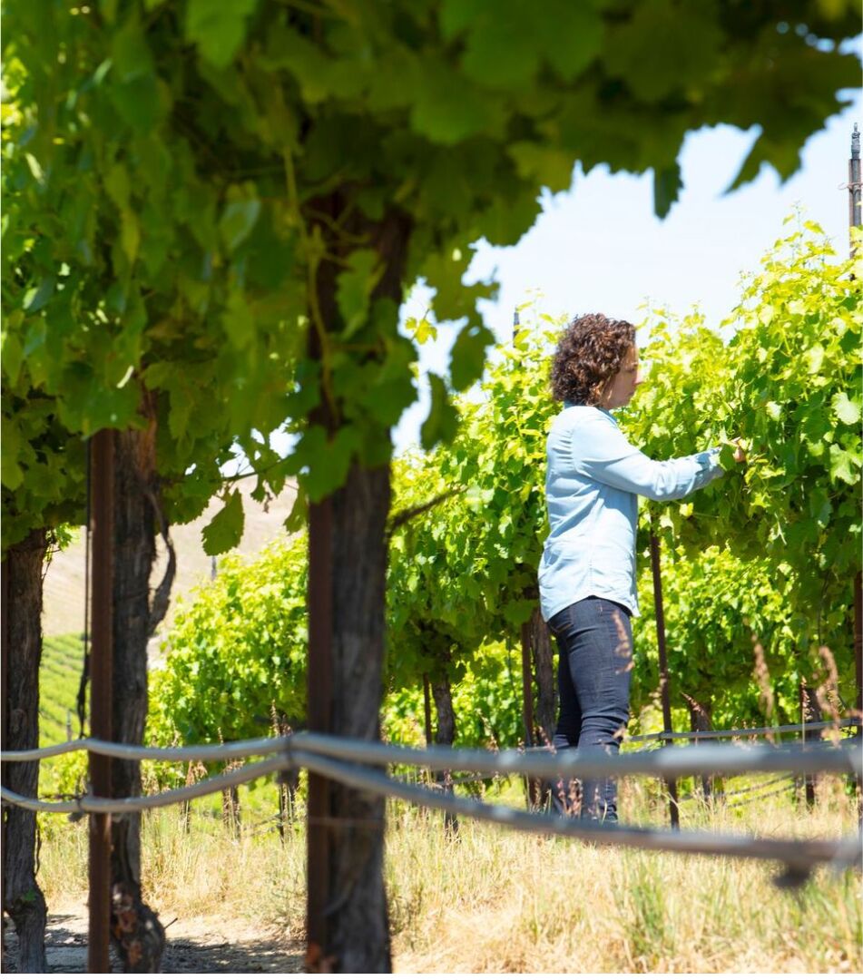 Winemaker Christine Morrison tends to a vine