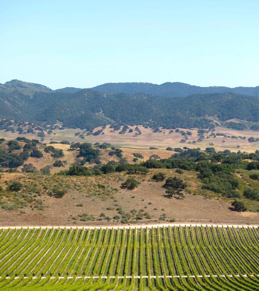 A sunny vineyard with scrubby hills and mountains in the distance, set against a blue sky
